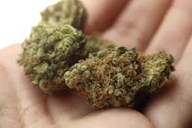 Top-quality cannabis buds held in hand for delivery in Mallorca
